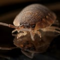 Seasonal Garden Care and Bed Bug Solutions in Leeds