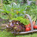 Timing Your Vegetable Harvest: A Guide to Summer Seasonal Garden Care