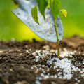Timing Your Spring Fertilization for a Thriving Garden