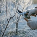 Essential Tips for Pruning Your Plants Before Winter
