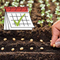 Timing Your Seed Planting for a Thriving Summer Garden