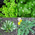 Identifying Common Weeds to Watch for in Your Fall Garden