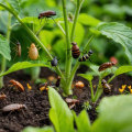Attracting Beneficial Insects to Your Spring Garden: A Seasonal Approach