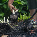 Timing Your Perennial Division and Transplanting for a Thriving Winter Garden