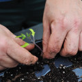 Timing Your Seedling Transplant: A Guide to Seasonal Garden Care