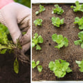 Essential Tips for Avoiding Common Mistakes in Seasonal Garden Care