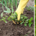 Natural Weed Control Methods for Your Fall Garden