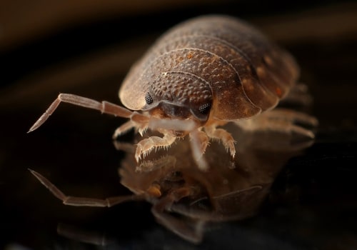 Seasonal Garden Care and Bed Bug Solutions in Leeds