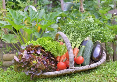 Timing Your Vegetable Harvest: A Guide to Summer Seasonal Garden Care