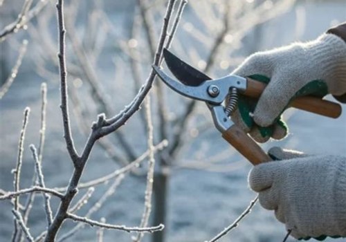 Essential Tips for Pruning Your Plants Before Winter