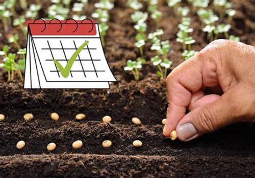 Timing Your Seed Planting for a Thriving Summer Garden