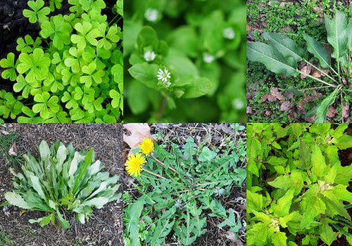 Identifying Common Weeds to Watch for in Your Fall Garden
