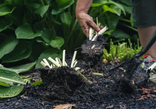 Timing Your Perennial Division and Transplanting for a Thriving Winter Garden