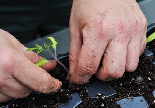 Timing Your Seedling Transplant: A Guide to Seasonal Garden Care