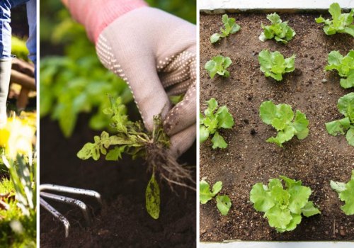 Essential Tips for Avoiding Common Mistakes in Seasonal Garden Care