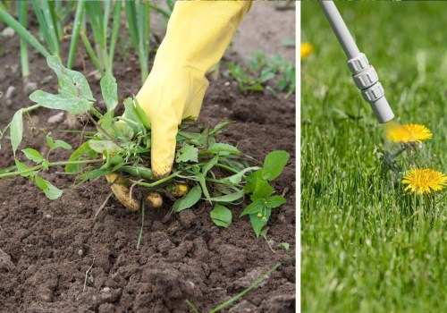 Natural Weed Control Methods for Your Fall Garden