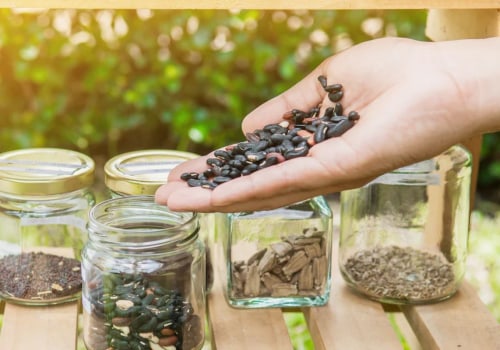 Essential Tips for Storing and Preserving Seeds for Your Fall Garden